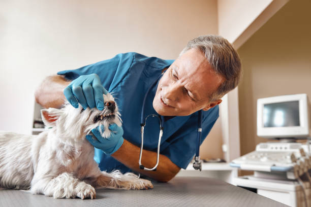 Best After-Hours Emergency Dentist in Regency At Monroe, NJ